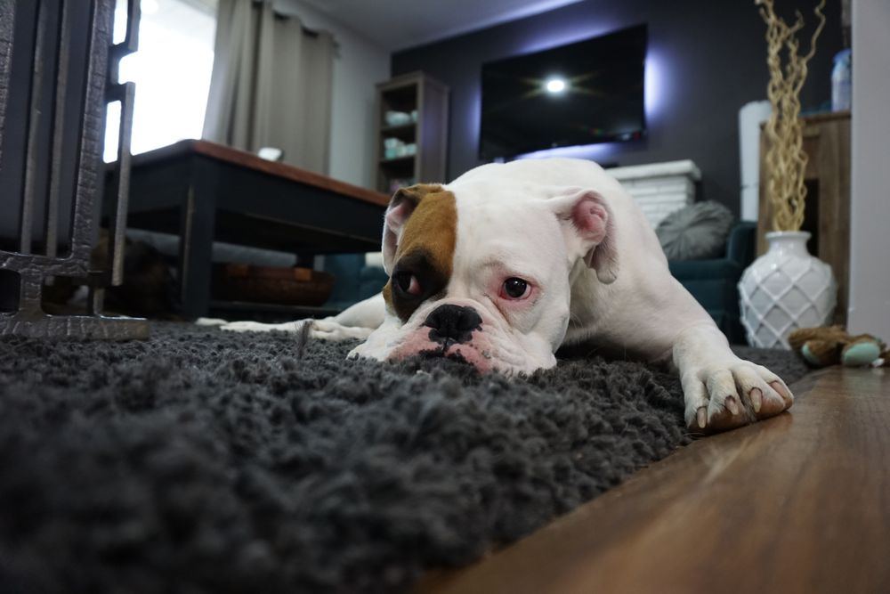 Bulldog resting on a rug in an Oklahoma living room, representing pet odor removal
